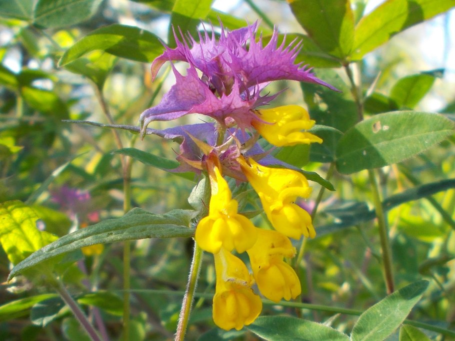 Марьянник Дубравный