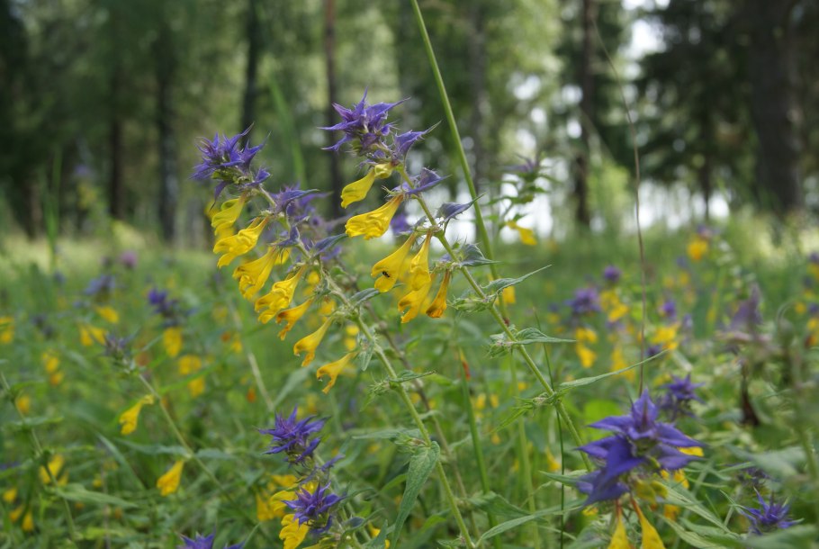 Марьянник полевой