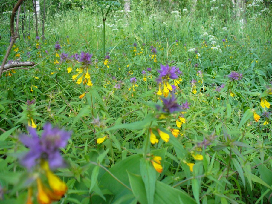 Марьянник Луговой