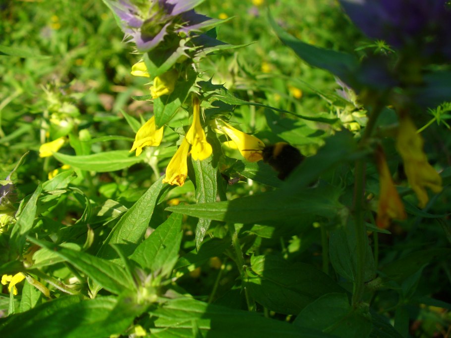 Марьянник Луговой зимой