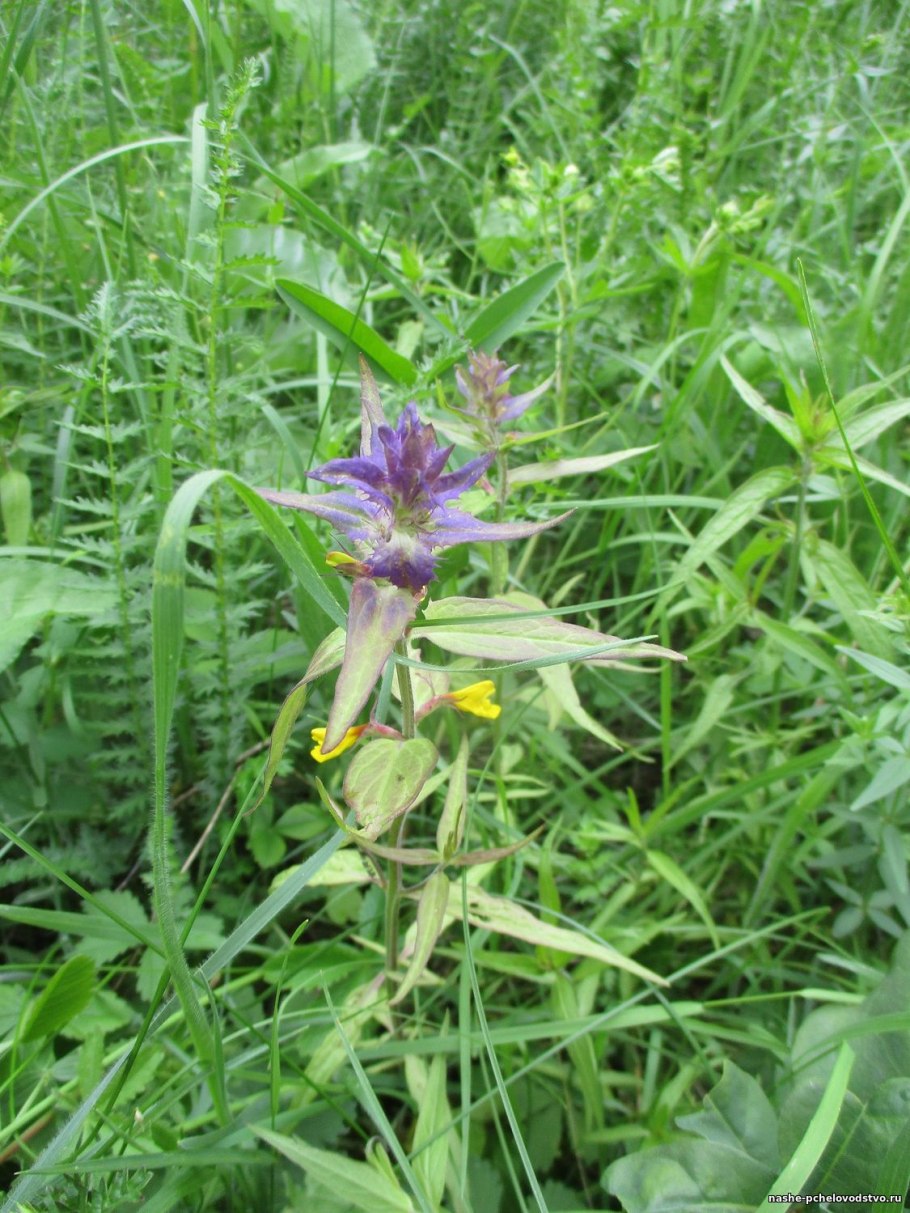 Марьянник дубравный