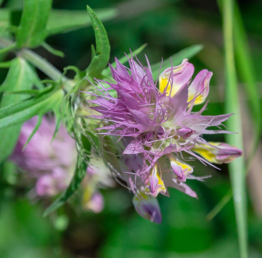 Марьянник Луговой
