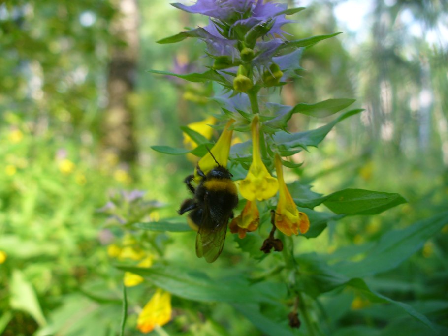 Марьянник Луговой
