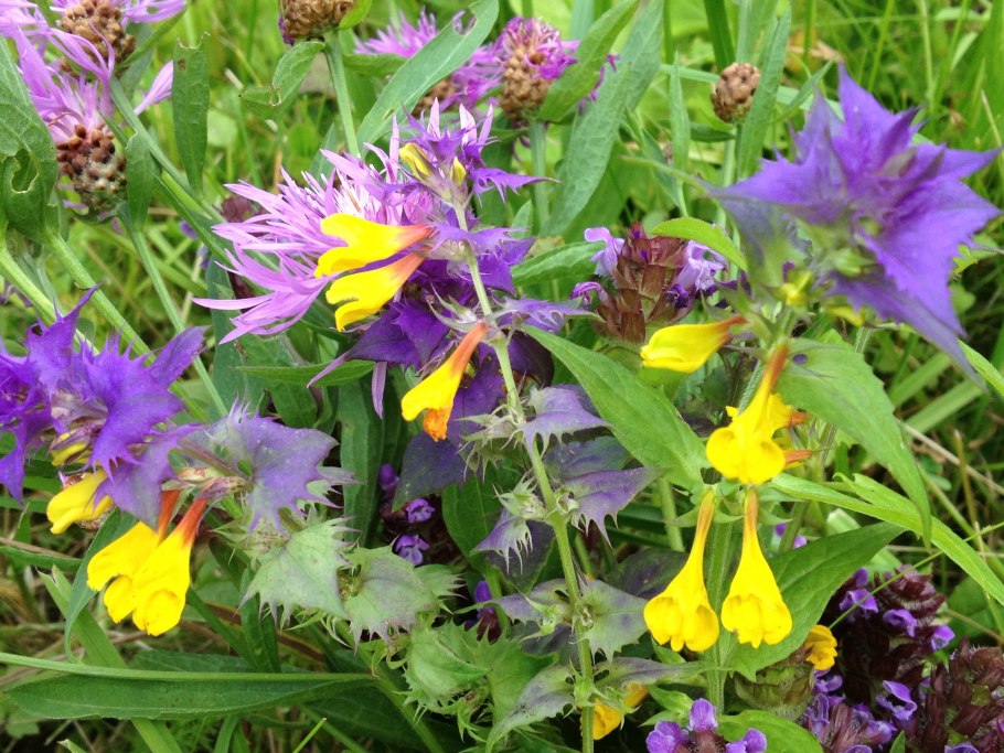 Марьянник Дубравный Melampyrum nemorosum