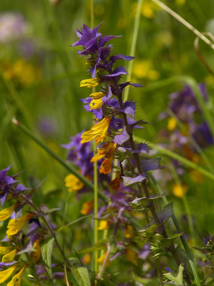 Марьянник Дубравный