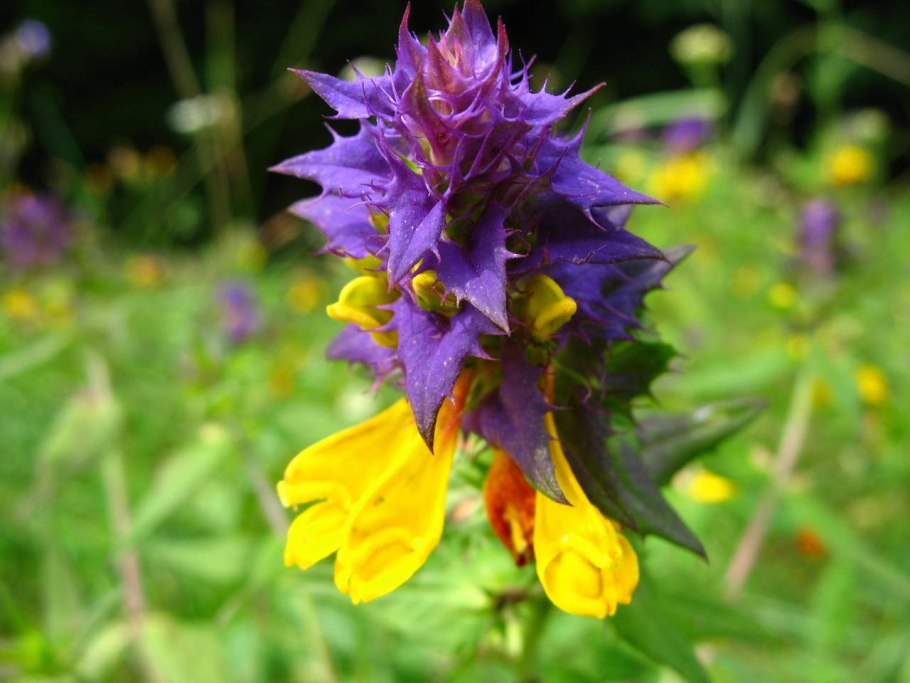 Марьянник Луговой Марьянник Луговой