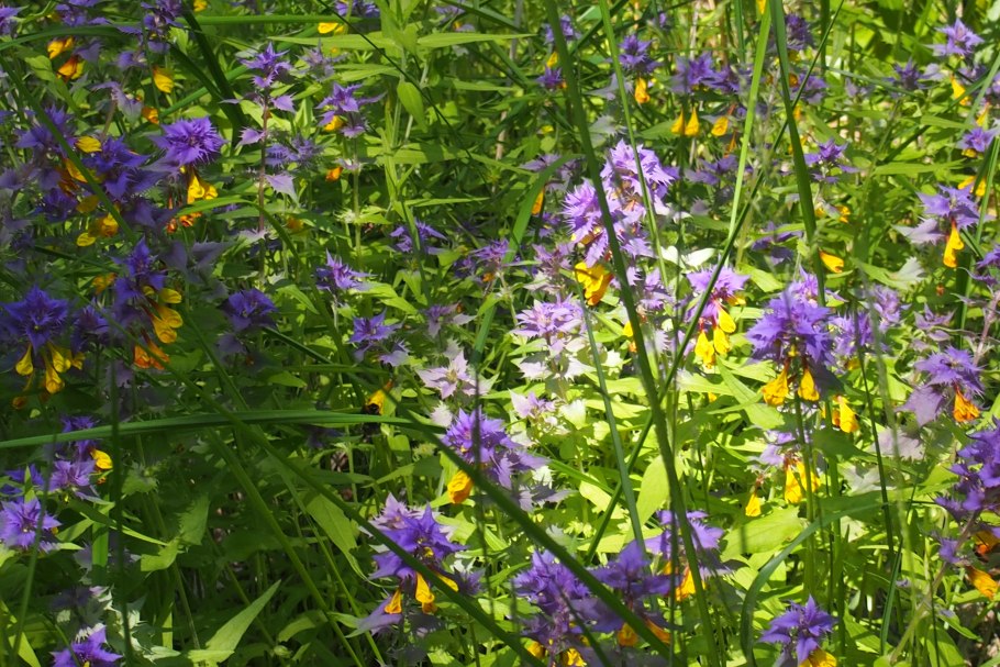 Марьянник Дубравный