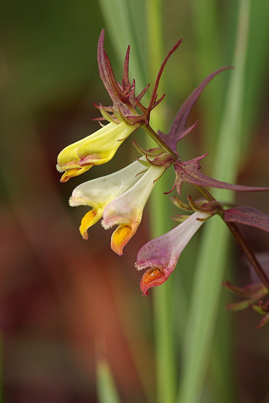 Марьянник Дубравный Иван да Марья