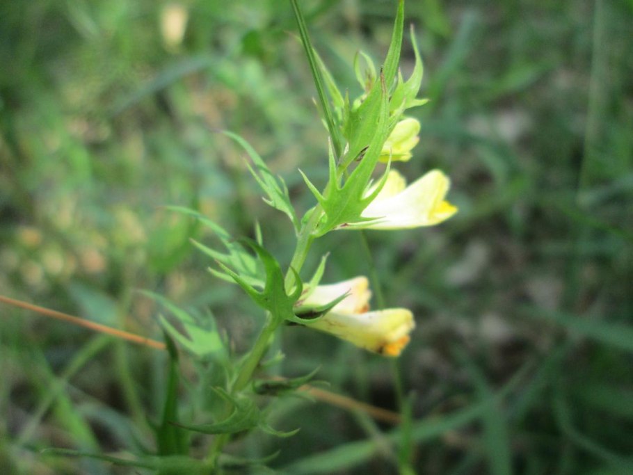 Марьянник Дубравный Melampyrum nemorosum
