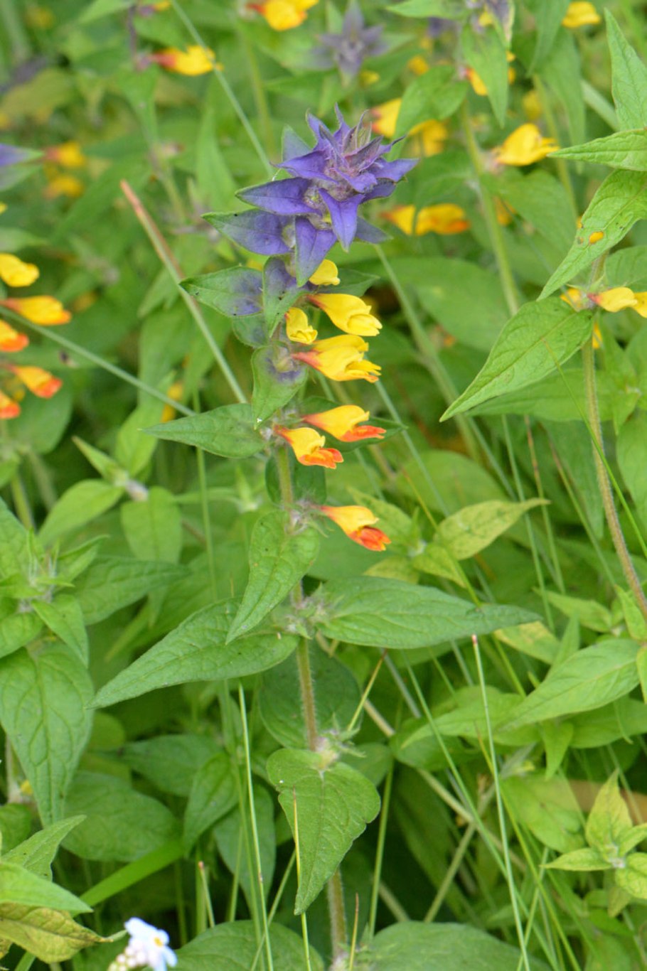 Марьянник Дубравный Melampyrum nemorosum