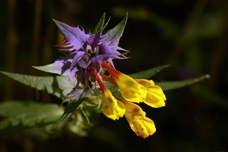 Марьянник Дубравный