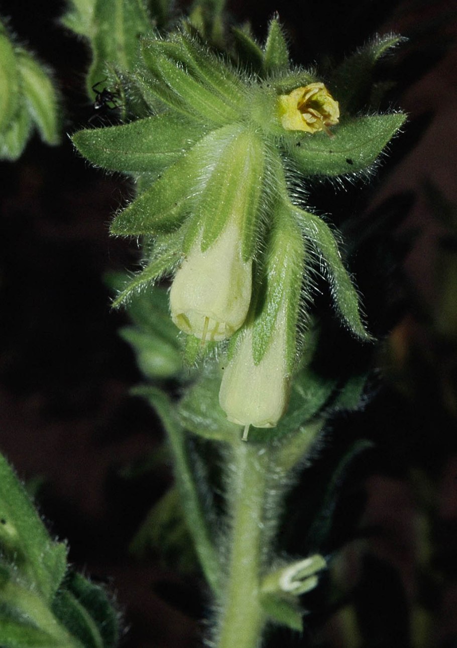 Оносма Песчаная фото