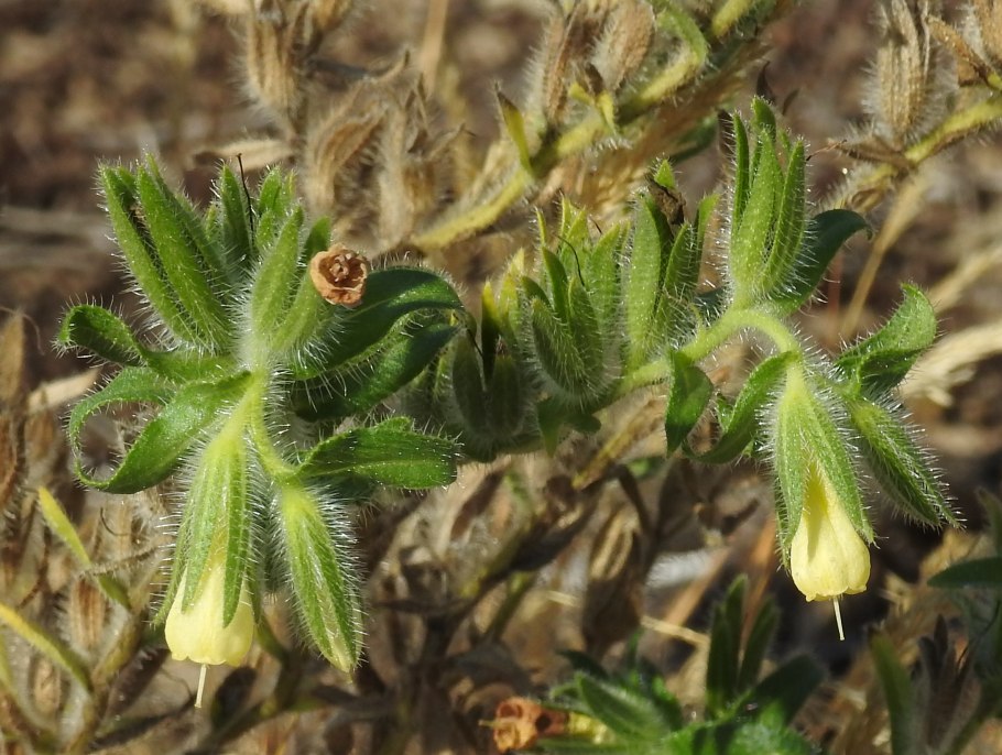 Оносма сушеная