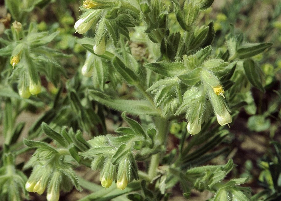 Оносма Песчаная фото