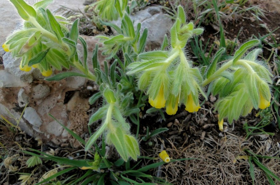 Оносма синяковидная