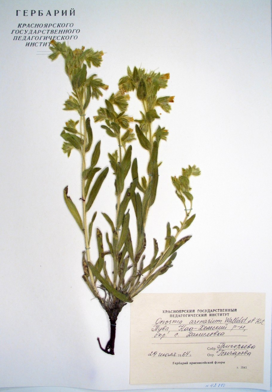 Оносма многолистная Onosma polyphylla