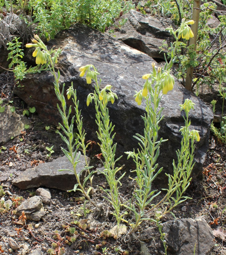 Оносма синяковидная