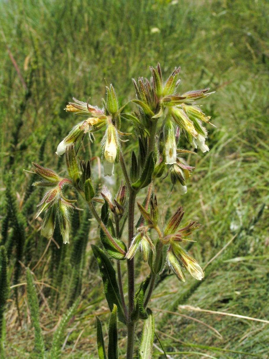 Оносма турнианская