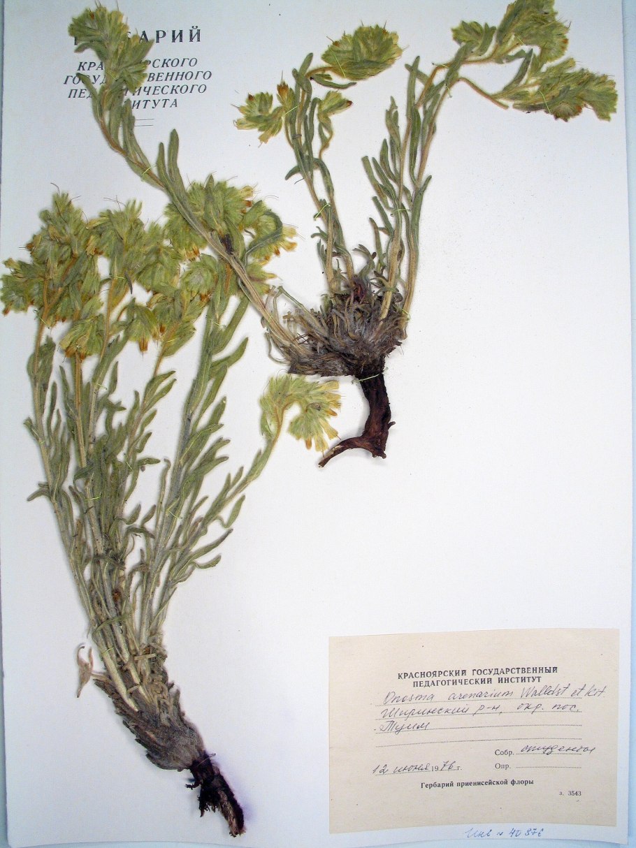 Оносма щетинистая