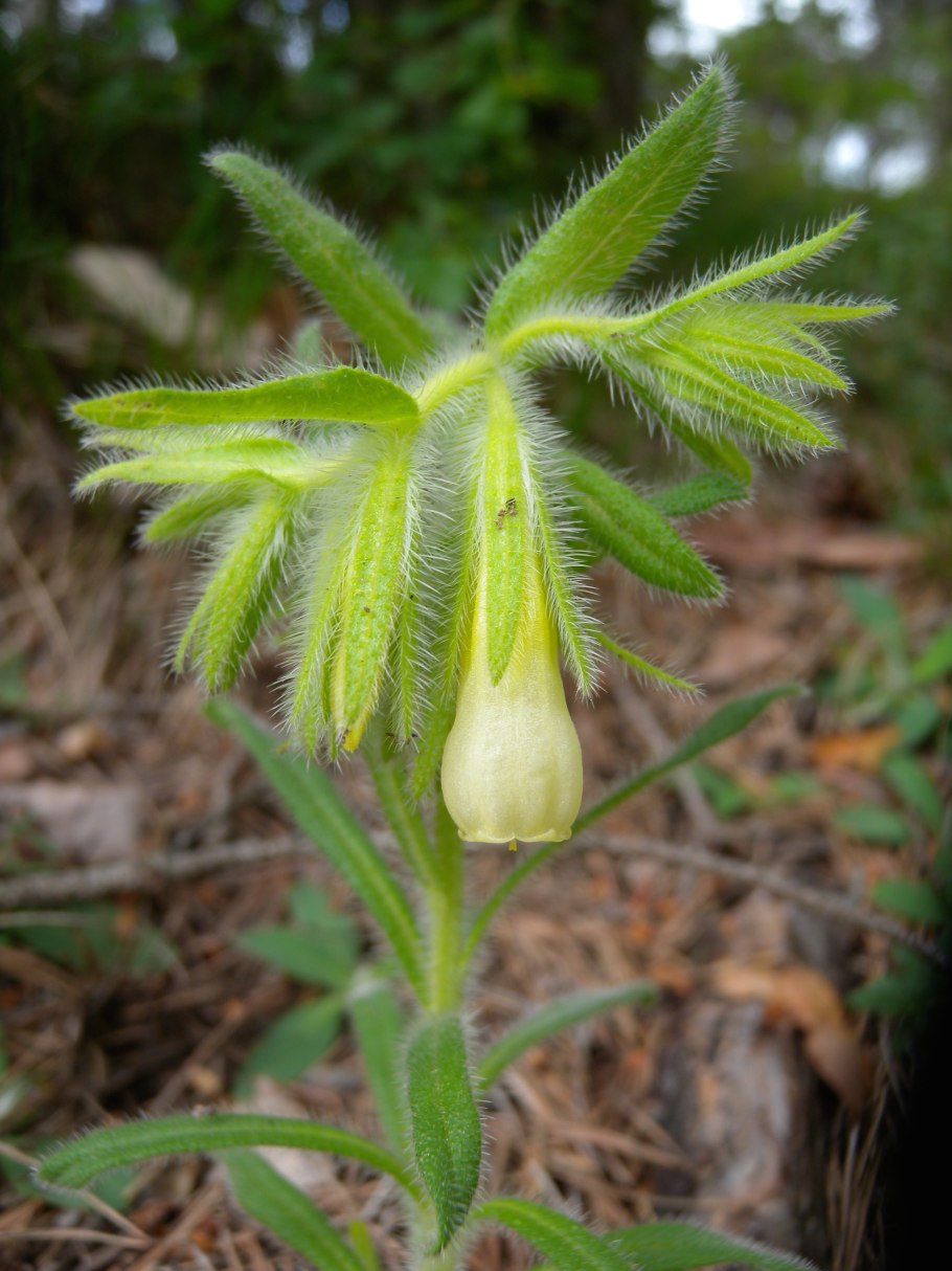 Оносма Кавказская