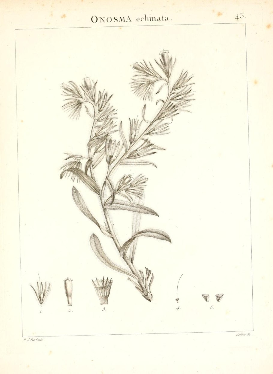 Novae hollandiae plantarum specimen