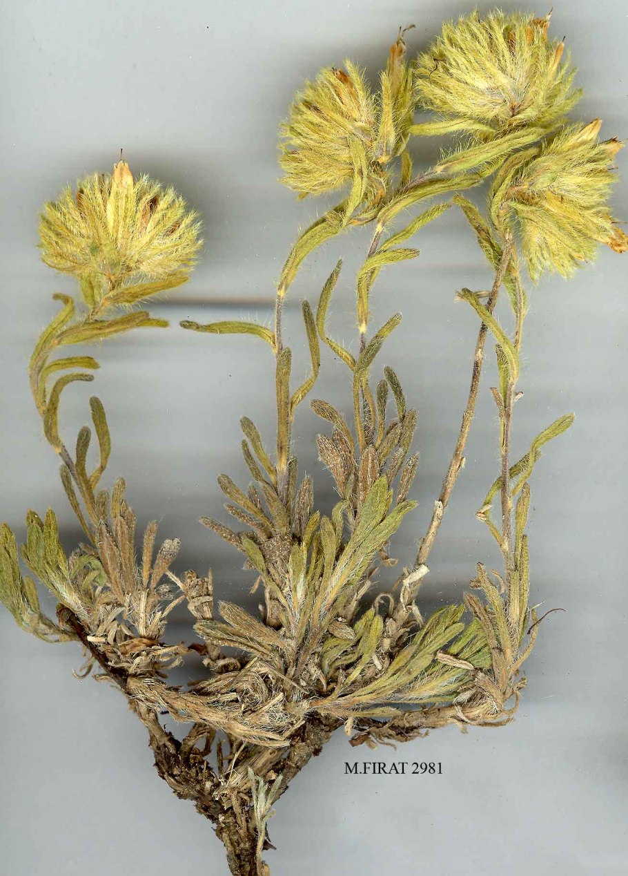 Оносма многолистная трава