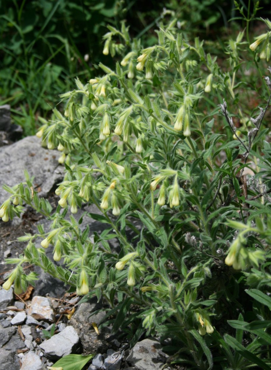 Оносма красильная