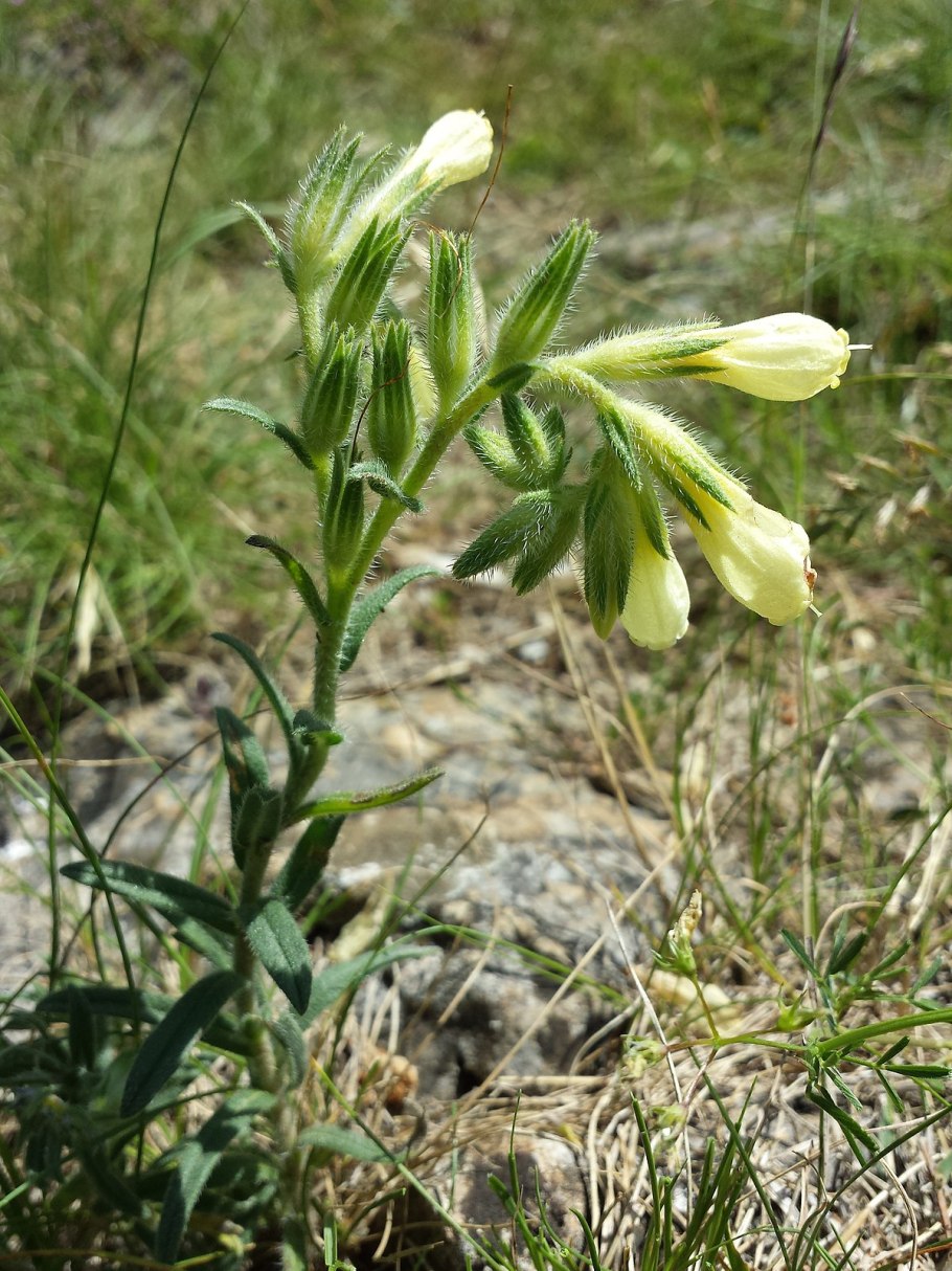 Аносман трава в Карачаево- Черкесии