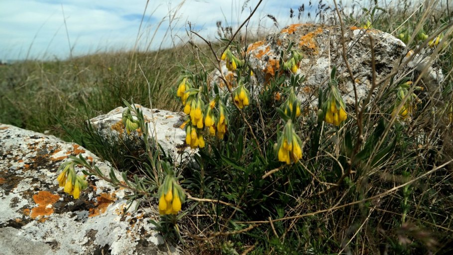 Флора казантипского заповедника