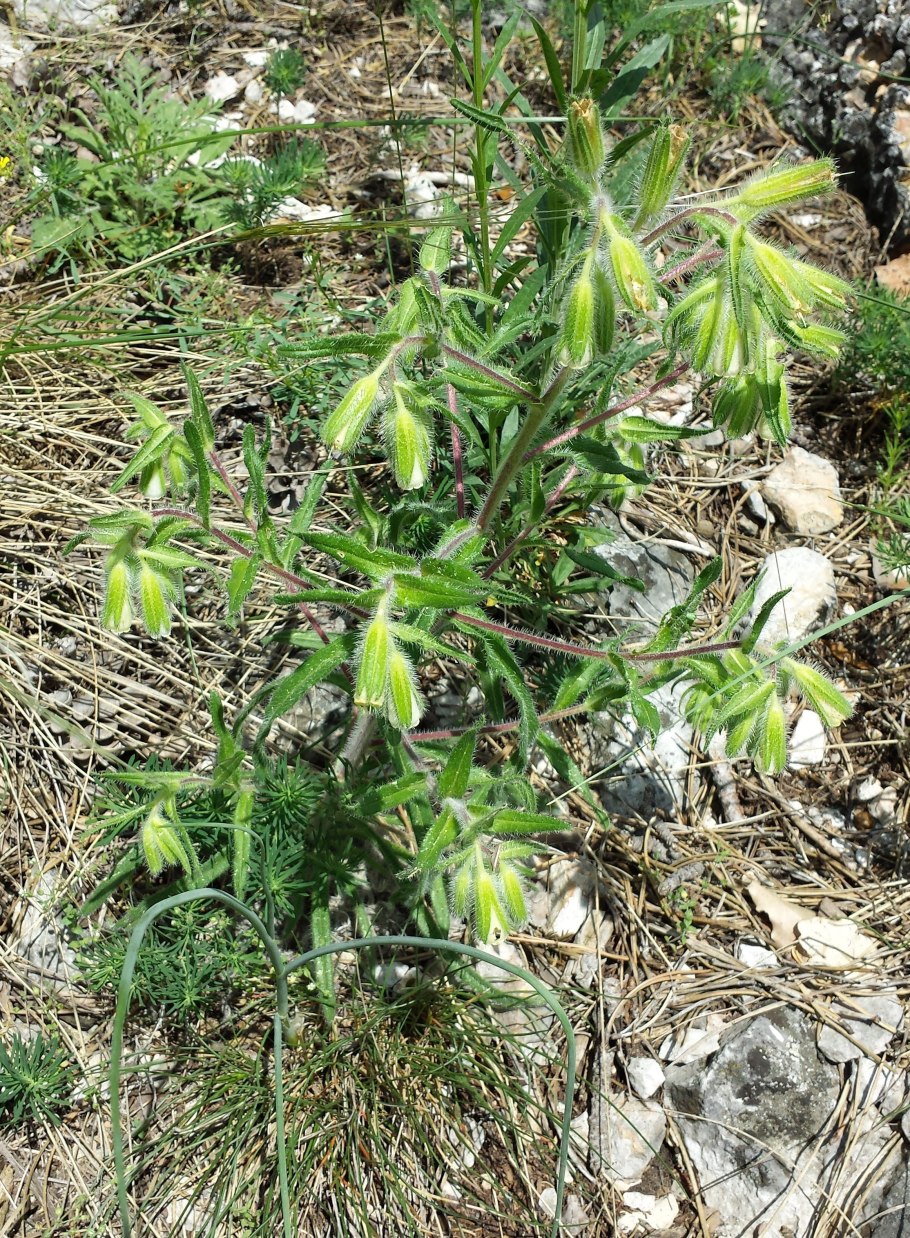 Оносма Кавказская