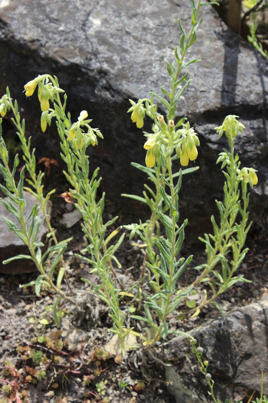 Оносма Крымская