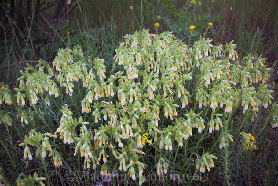 Оносма прицветниковая