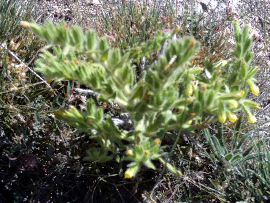 Оносма красильная