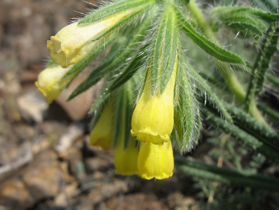 Оносма крымская