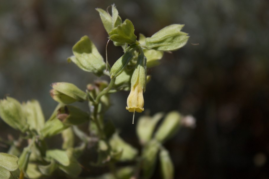 Оносма гмелина