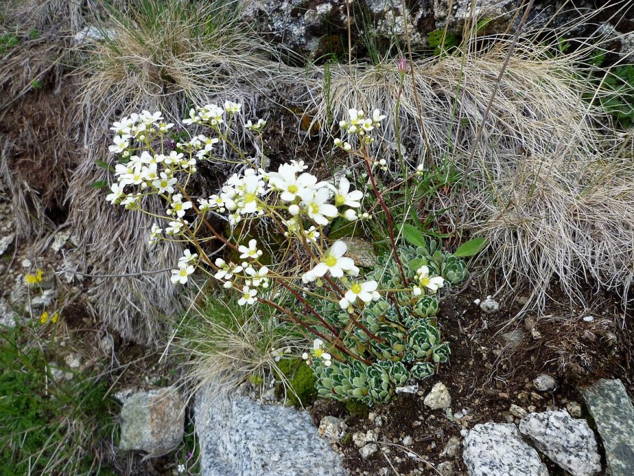 Saxifraga paniculata