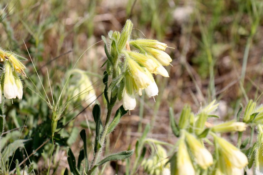 Оносма красильная