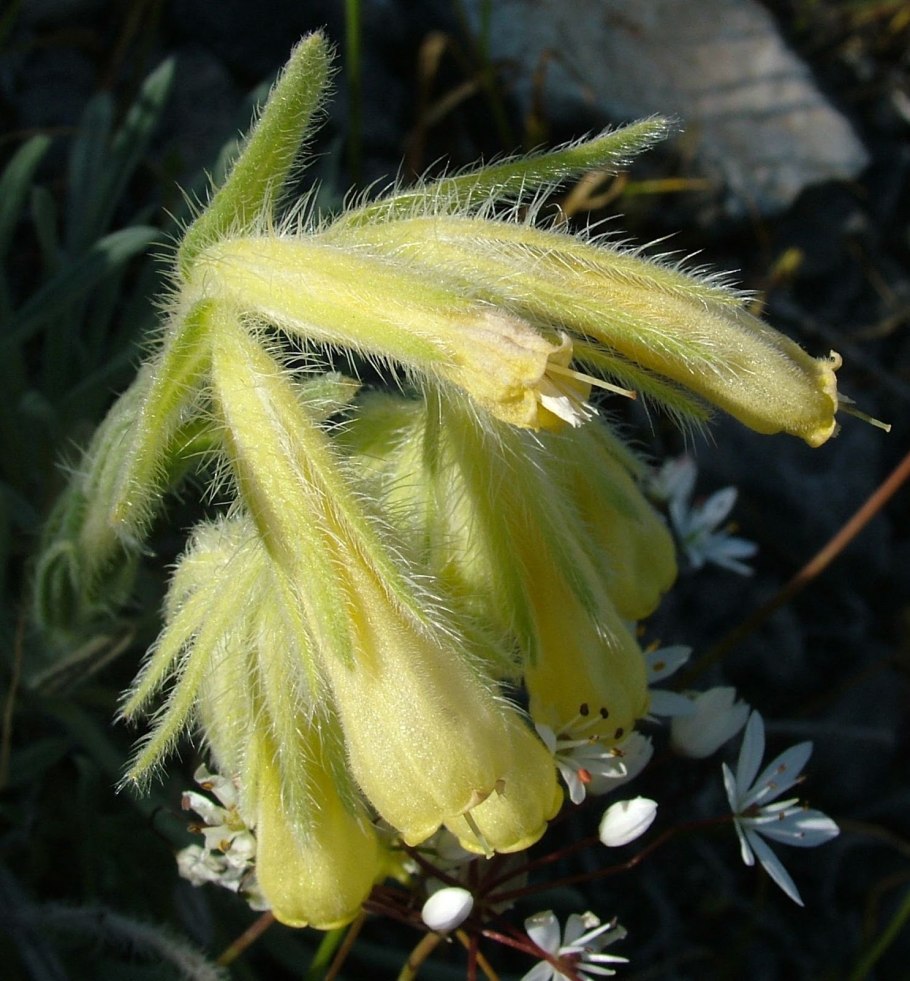 Оносма простейшая