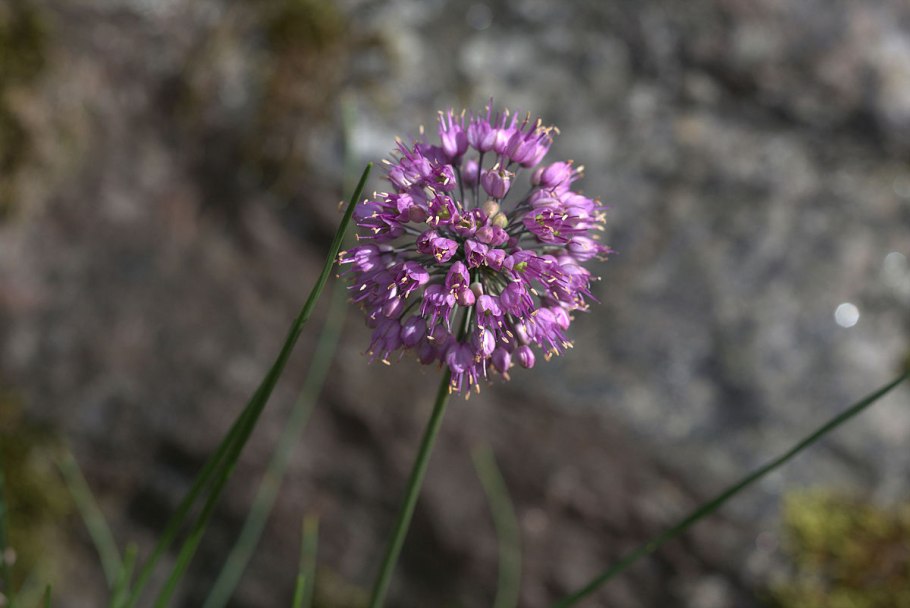Allium aflatunense