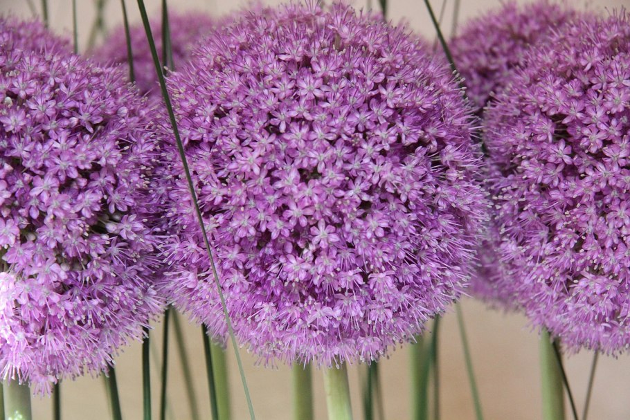 Allium ledebourianum