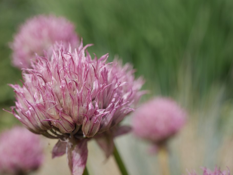 Лук шнитт (allium schoenoprasum)