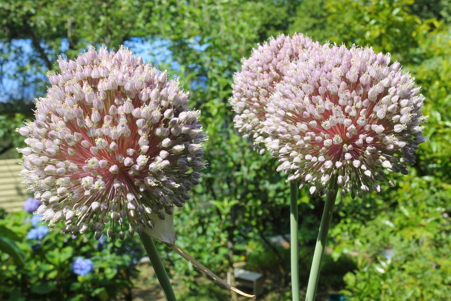 Allium ampeloprasum