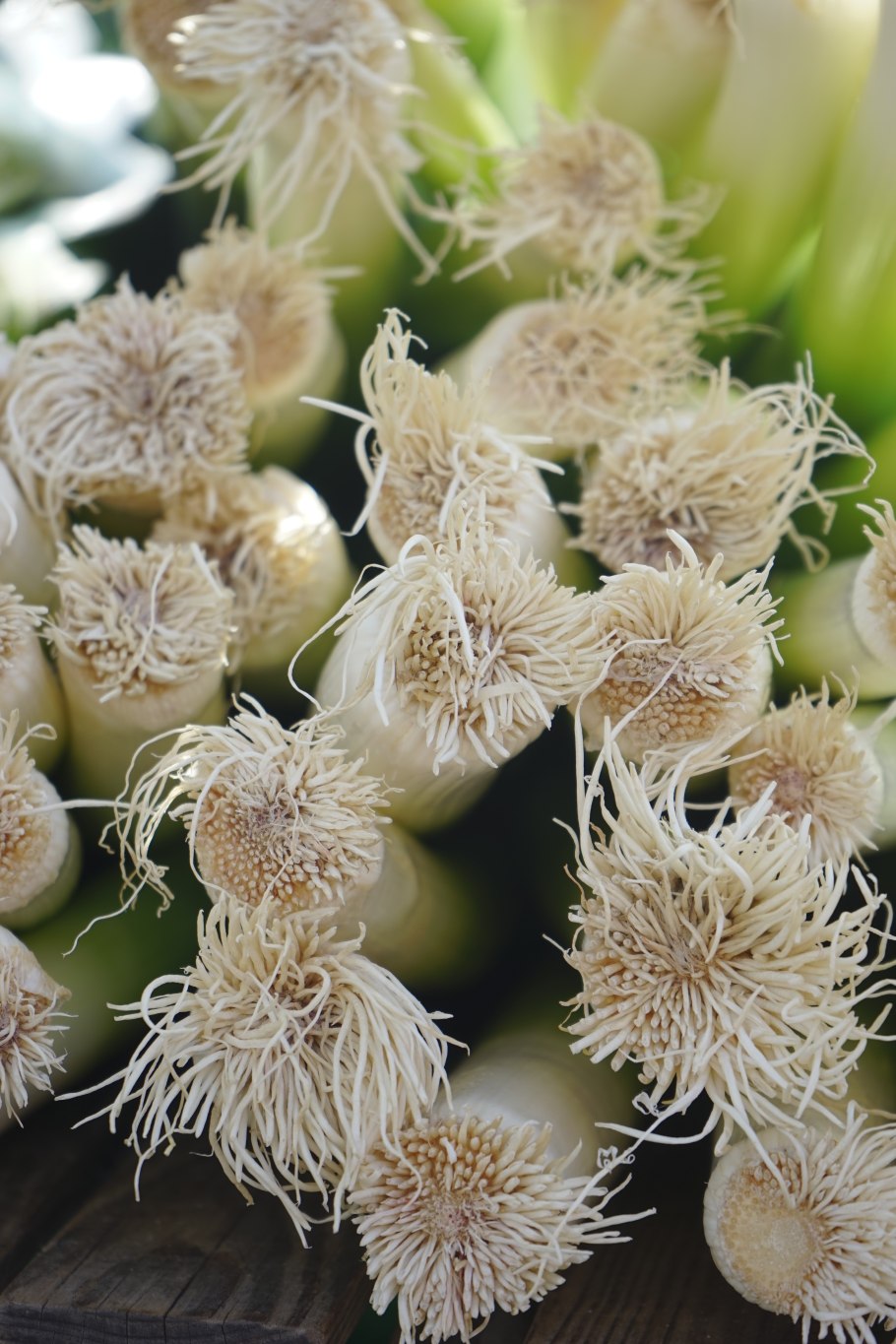 Аллиум ампелопрасум