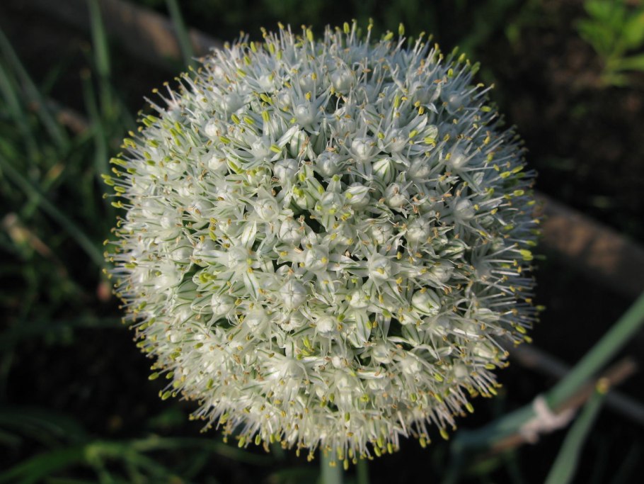 Allium cepa