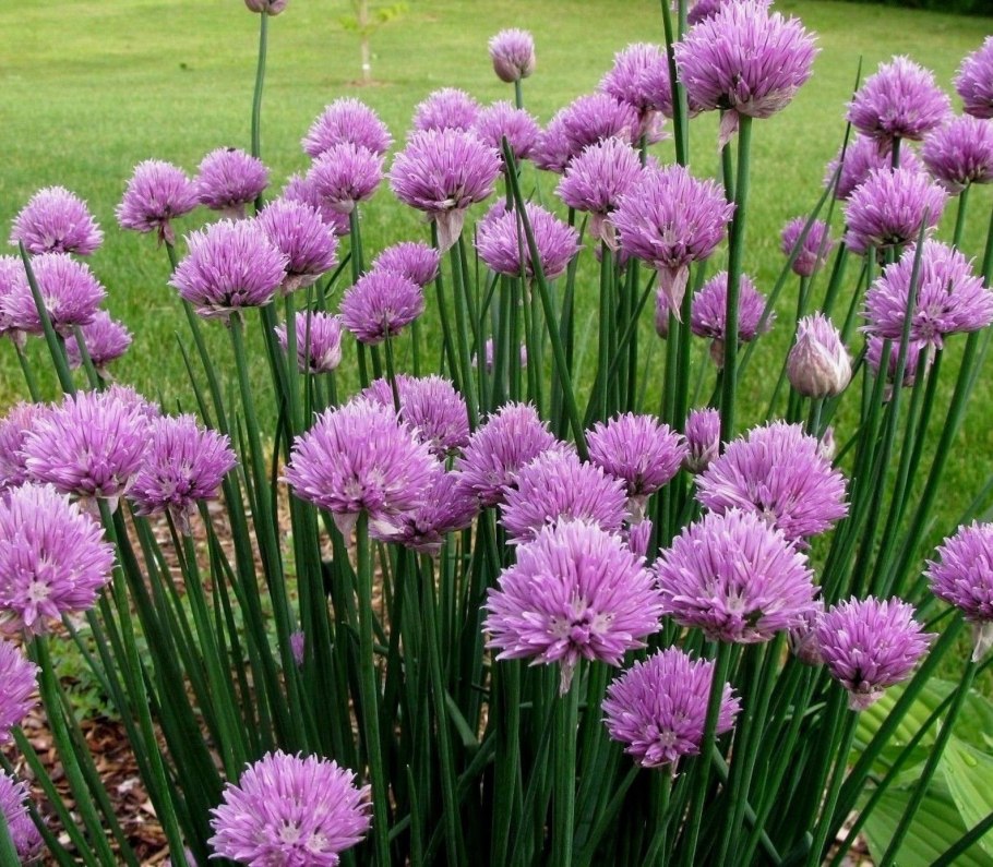 Лук шнитт (лук скорода)