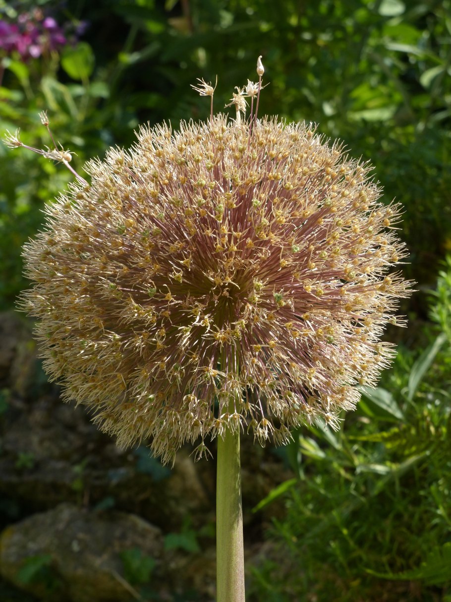 Allium giganteum
