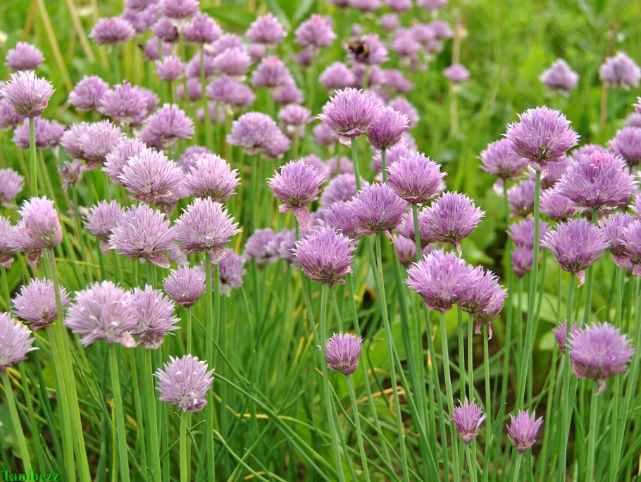 Лук шнитт (лук скорода)