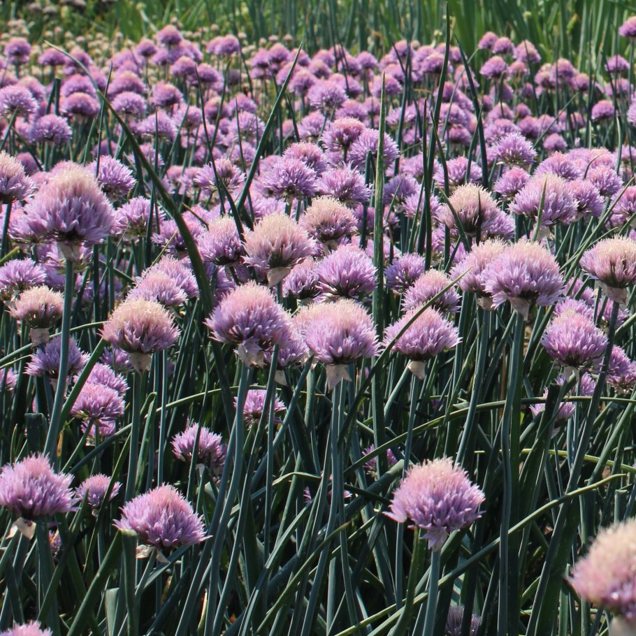 Лук батун - Allium fistulosum