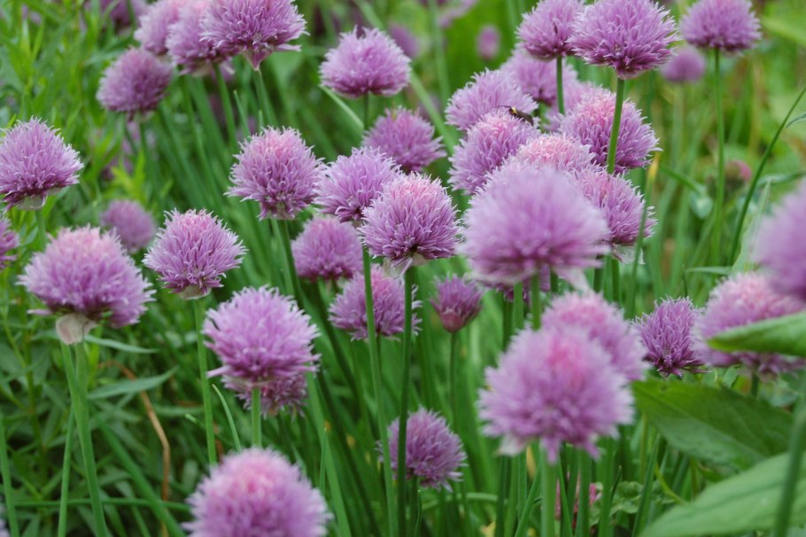 Аллиум дикий