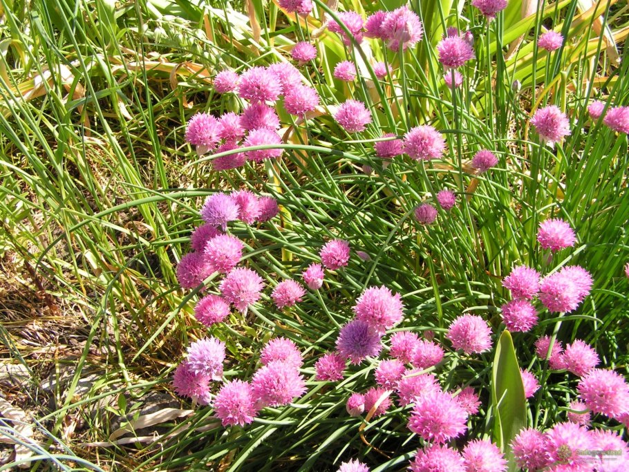 Лук батун - Allium fistulosum